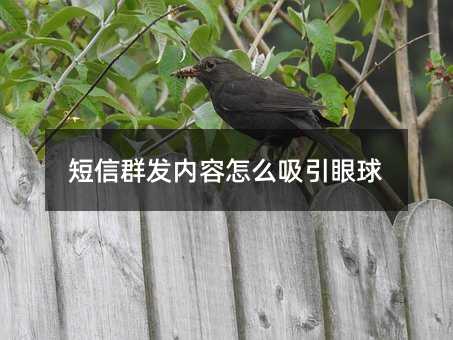 Ⱥô