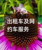 ⳵Լ