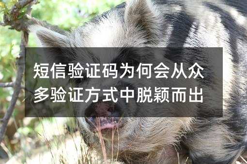 ֤Ϊλڶ֤ʽӱ