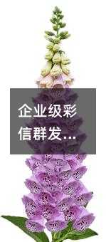 企业级彩信群发平台的应用价值与技术实践