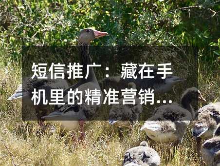 �����ƹ㣺�����ֻ���ľ�׼Ӫ������