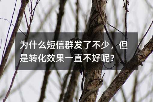 Ϊʲô����Ⱥ���˲��٣�����ת��Ч��һֱ�����أ�