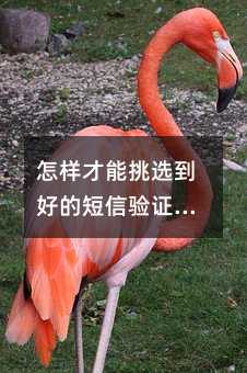 怎样才能挑选到好的短信验证码平台