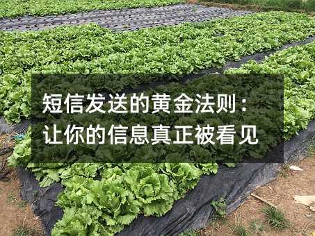 短信发送的黄金法则:让你的信息真正被看见