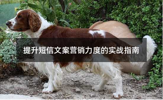 提升短信文案营销力度的实战指南