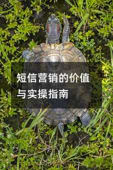 短信营销的价值与实操指南