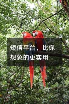 短信平台,比你想象的更实用
