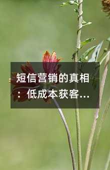 短信营销的真相:低成本获客是否还有价值?