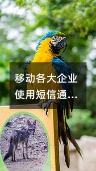 移动各大企业使用短信通道的重要性
