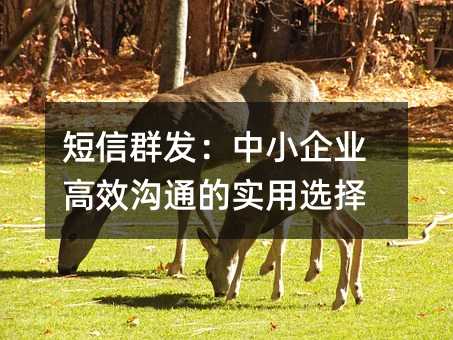 短信群发:中小企业高效沟通的实用选择