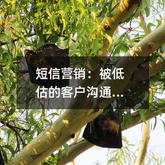 短信营销:被低估的客户沟通利器