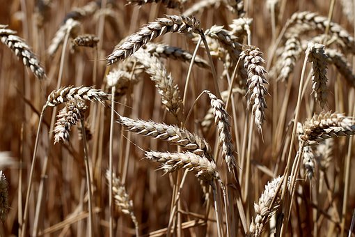 ��С��ҵӪ���ı�Ȼ֮ѡ ����ƽ̨һ·����