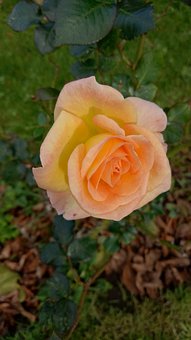 重阳节企业该如何去开展活动