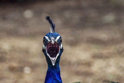 ƽ̨ôѡ,ĸɸѡ׼!