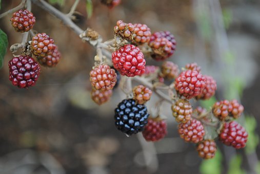 2019ڷԱף