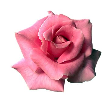 ����Ⱥ�����г�ռ�����Կ��۸�����