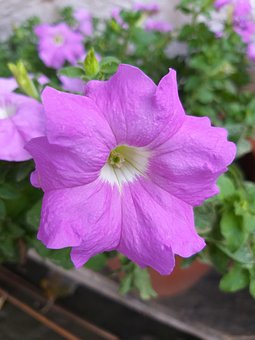 ���ʵ��ò���ƽ̨����ʲô��