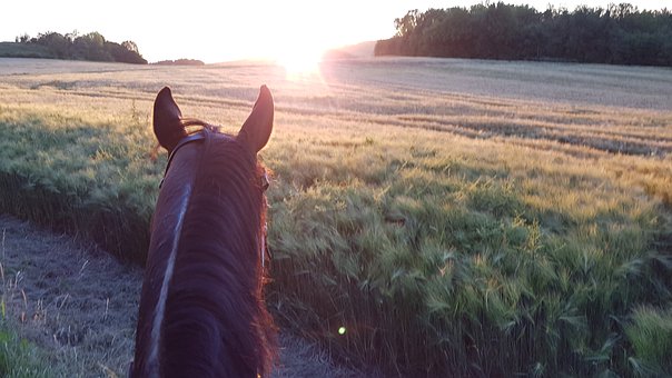 ��Ц����