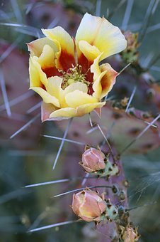 ��ʥ�����˶���