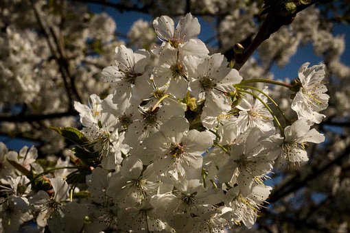 ����Ⱥ��Ӫ���ĺô�