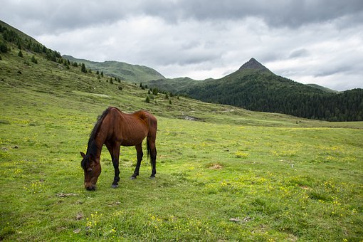 ŵİβ